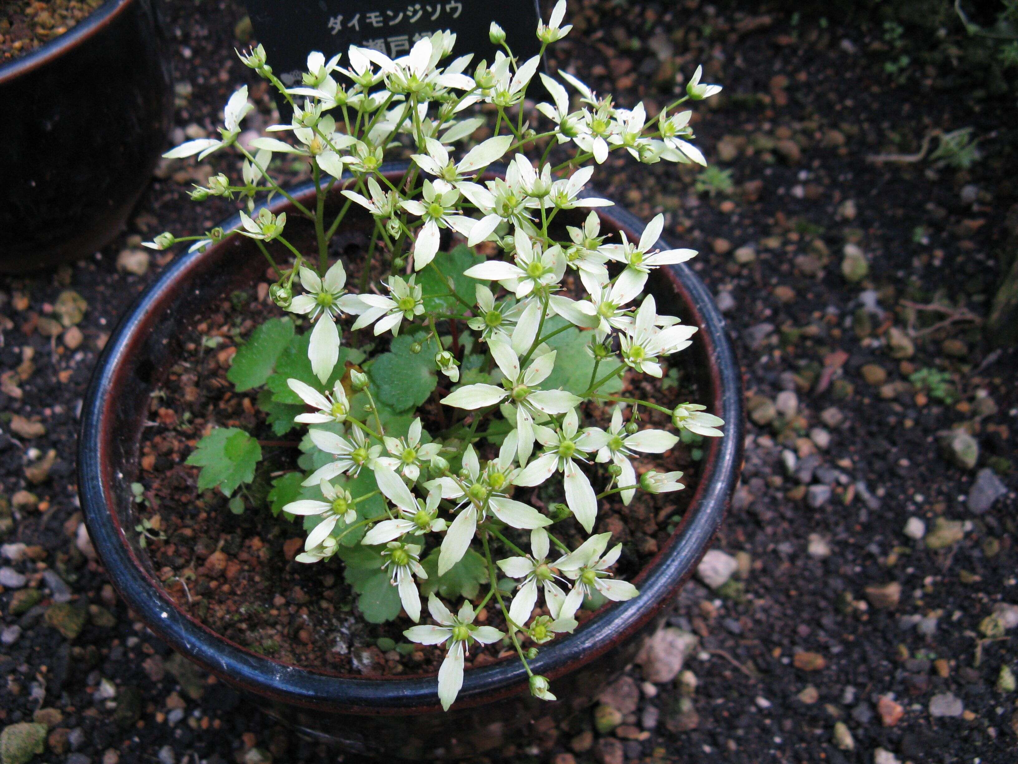 Image of Saxifraga fortunei Hook.