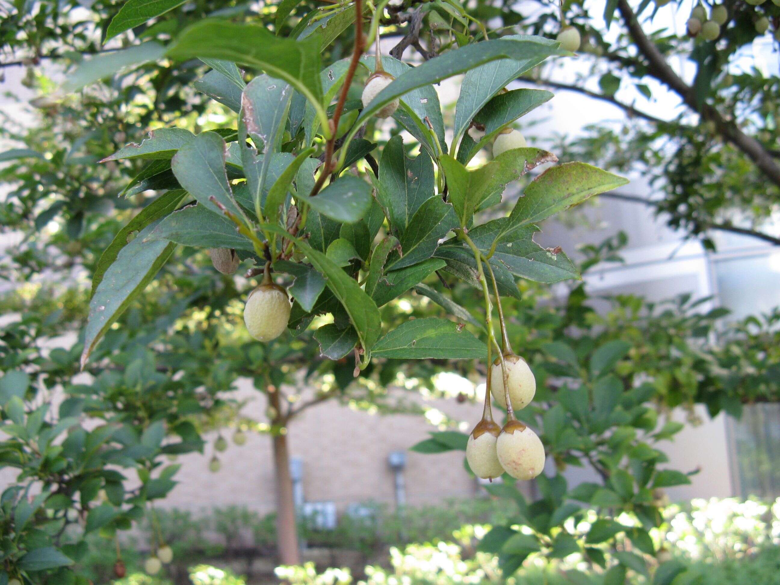 Image of Japanese snowbell