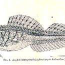 Imagem de Occella dodecaedron (Tilesius 1813)