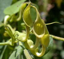 Image de Aristolochia contorta Bunge