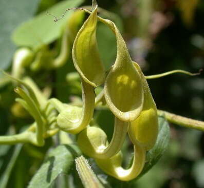 Image de Aristolochia contorta Bunge