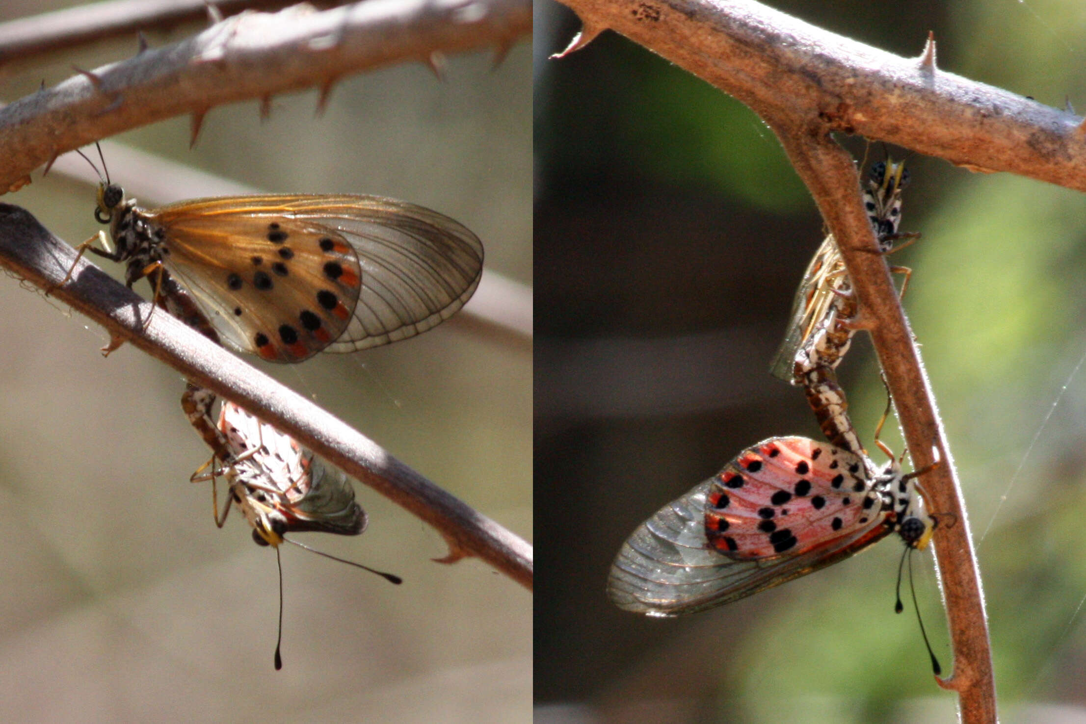 Image of Acraea ranavalona Boisduval 1833