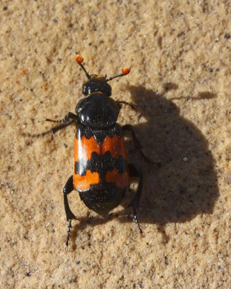 صورة Nicrophorus (Nicrophorus) marginatus (Fabricius 1801)