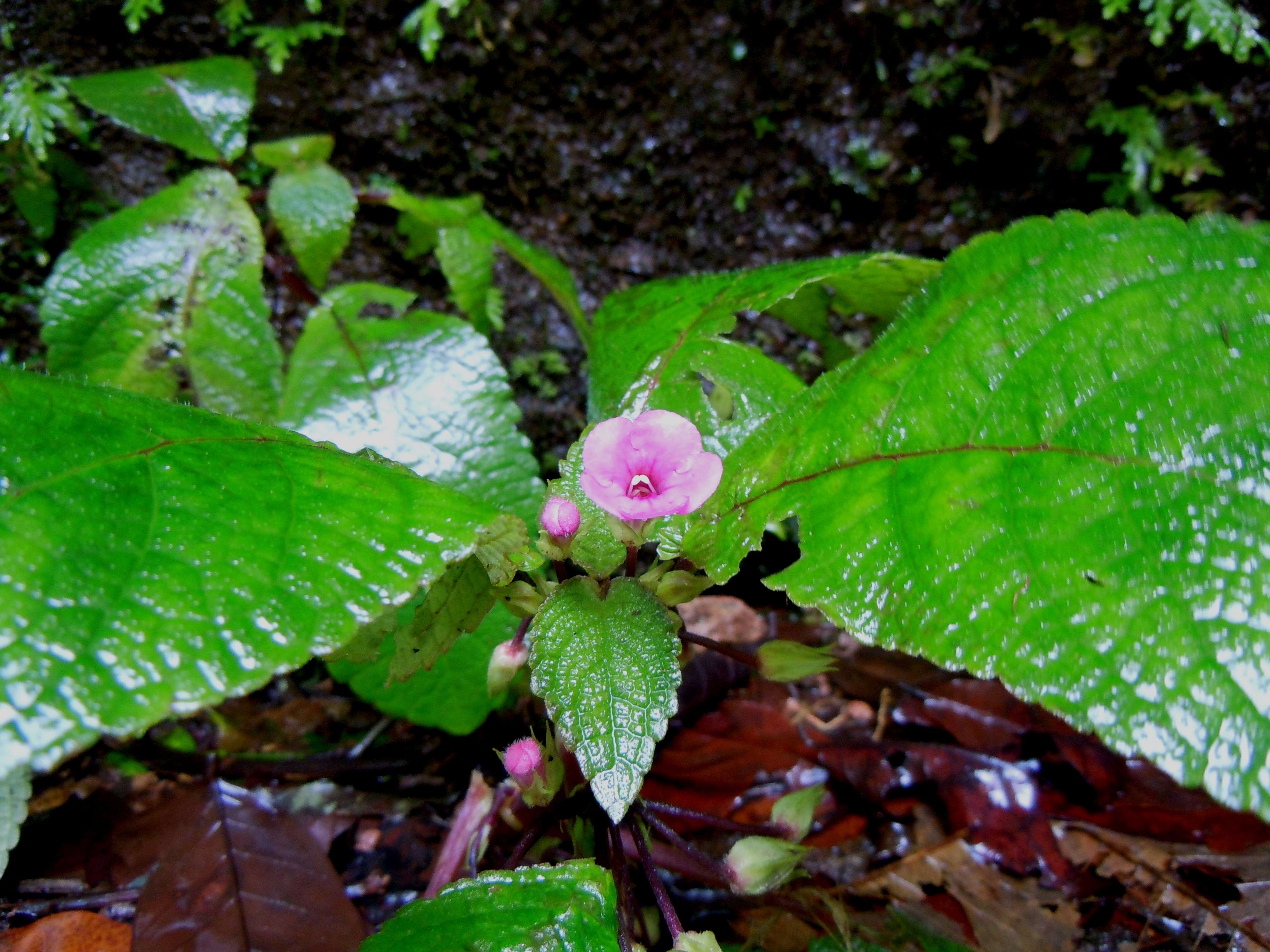 Imagem de Nautilocalyx melittifolius (L.) Wiehler