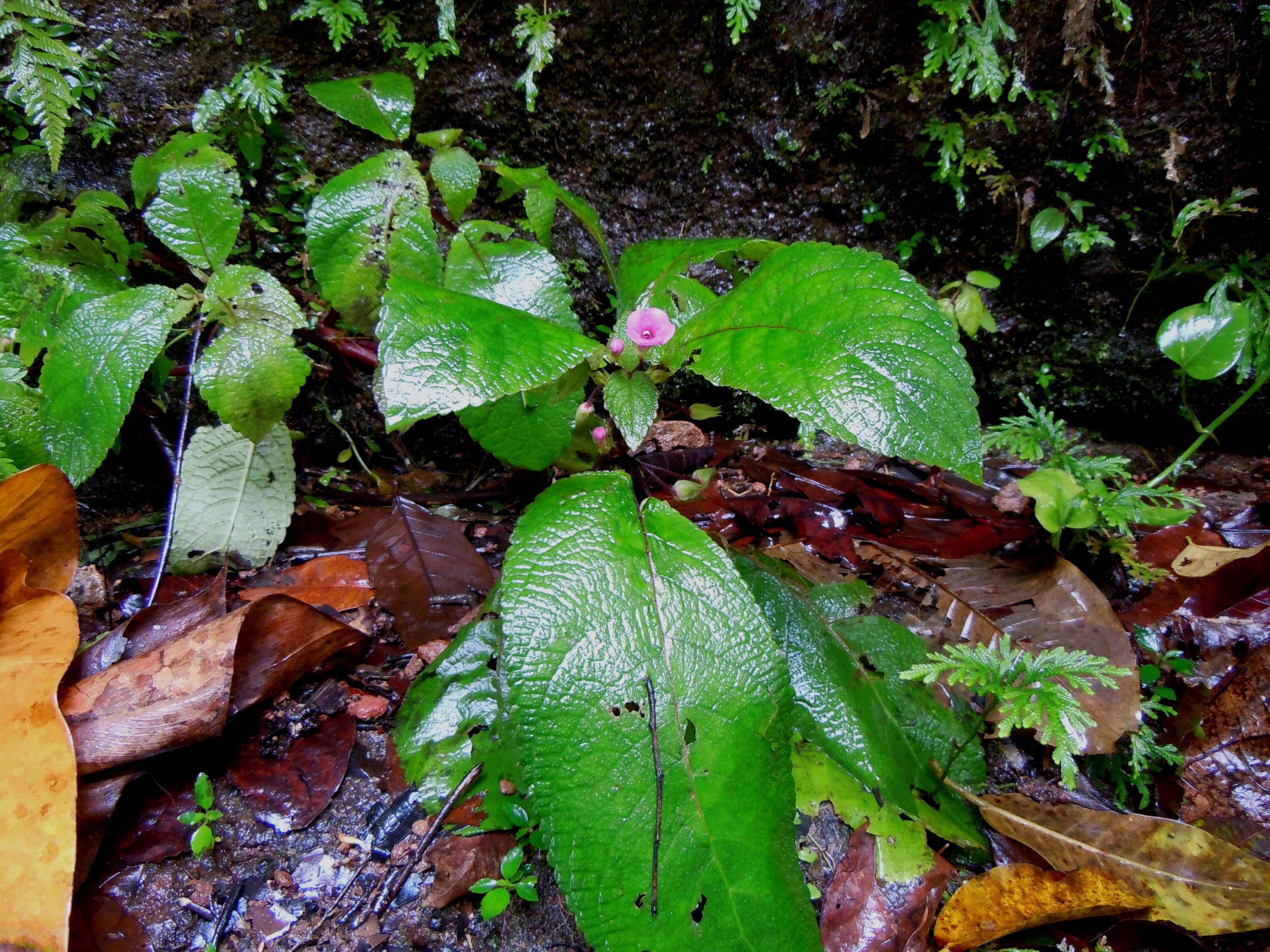 Imagem de Nautilocalyx melittifolius (L.) Wiehler