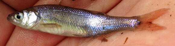 Image of Redfin Shiner