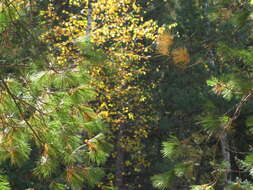 Image of eastern white pine