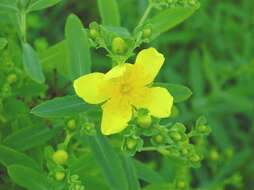 Image of Kalm's St. John's wort