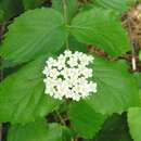 Image of Viburnum rafinesqueanum