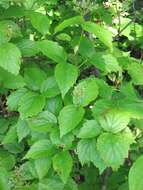 Image of Viburnum rafinesqueanum