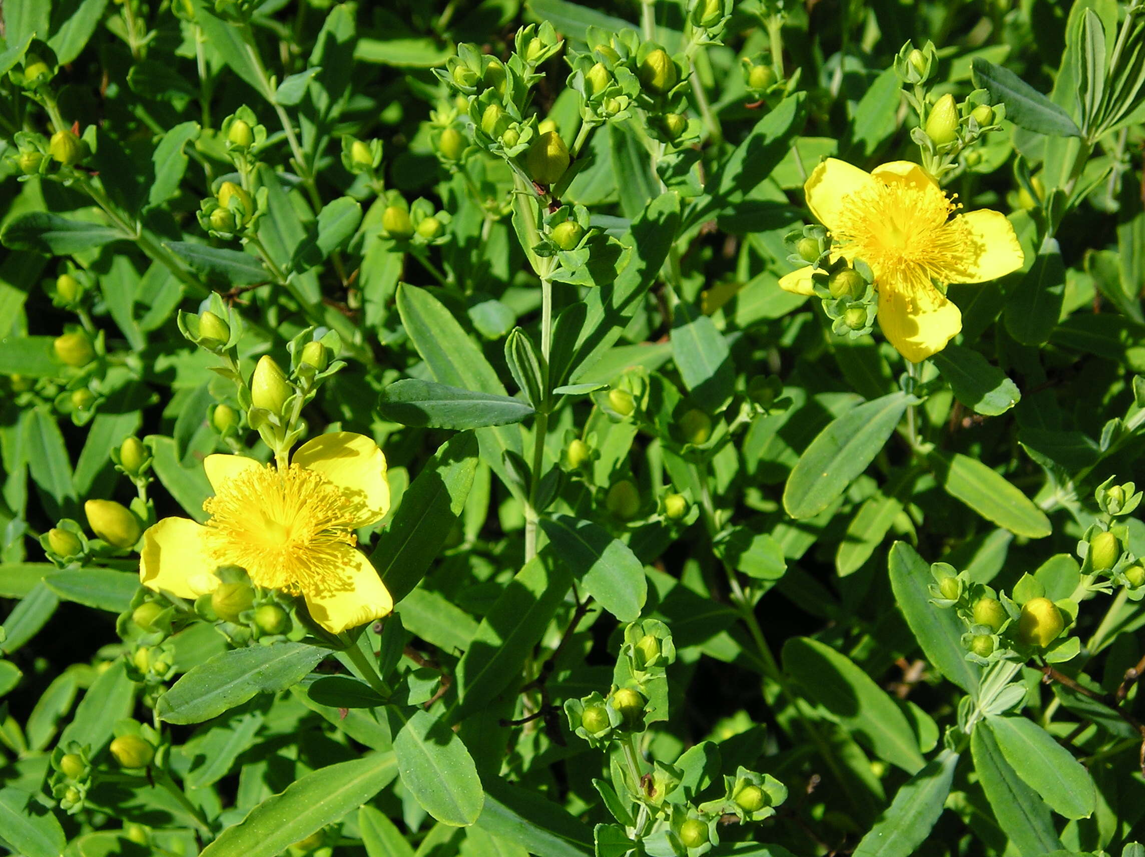 Image of Kalm's St. John's wort