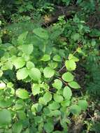 Image of Viburnum rafinesqueanum