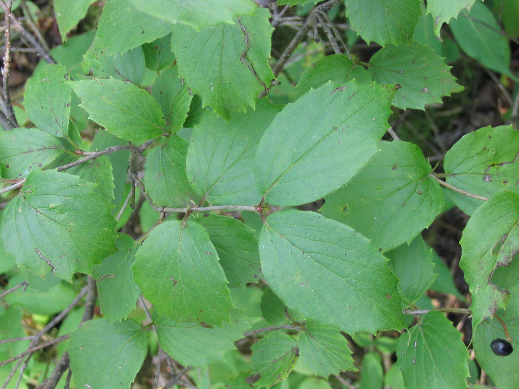 Image of Viburnum rafinesqueanum