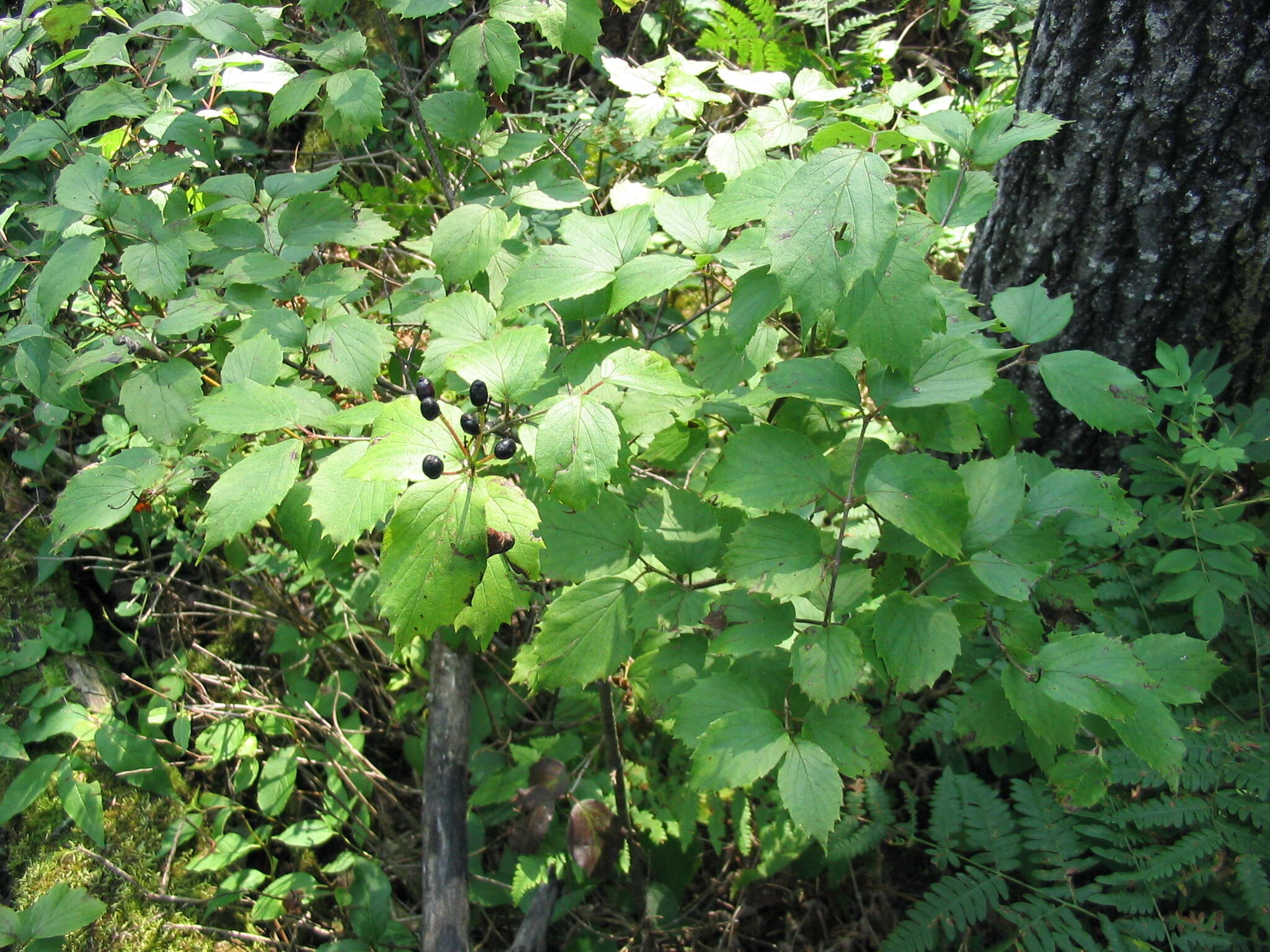 Image of Viburnum rafinesqueanum