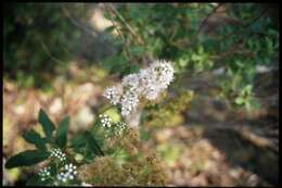 Imagem de Spiraea alba Du Roi