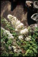 Image of white meadowsweet