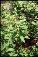 Image of white meadowsweet