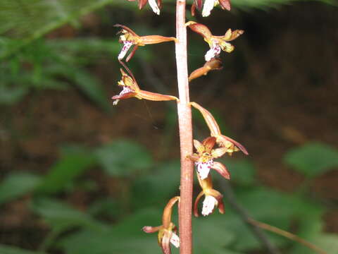 Image of Spotted coralroot