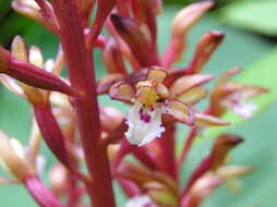 Image of Spotted coralroot