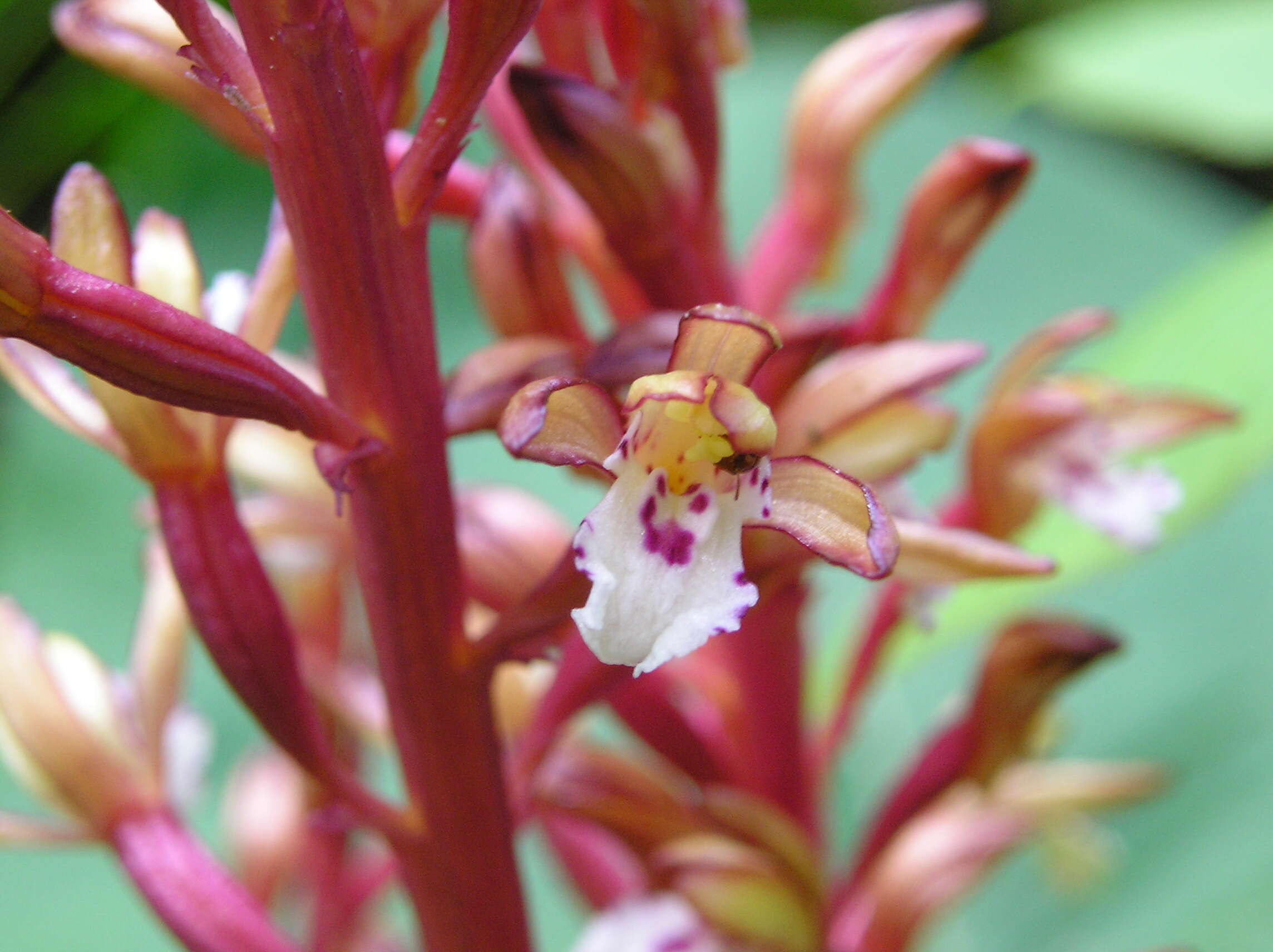 Image of Spotted coralroot