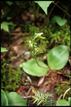 Imagem de Platanthera hookeri (Torr.) Lindl.