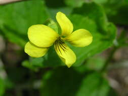 Image of downy yellow violet