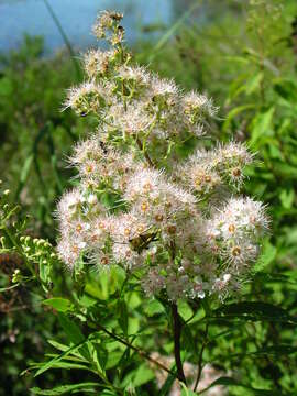 Image of white meadowsweet