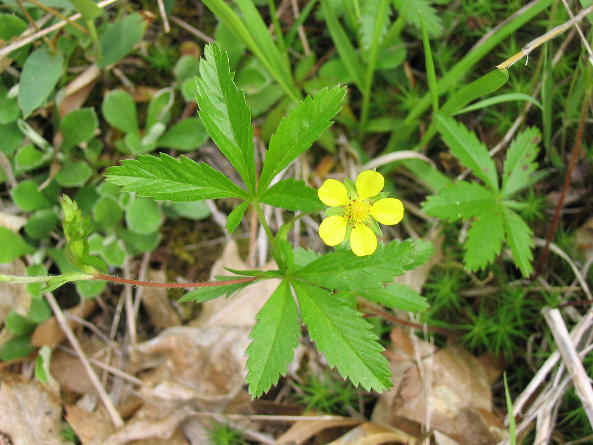 Image of common cinquefoil