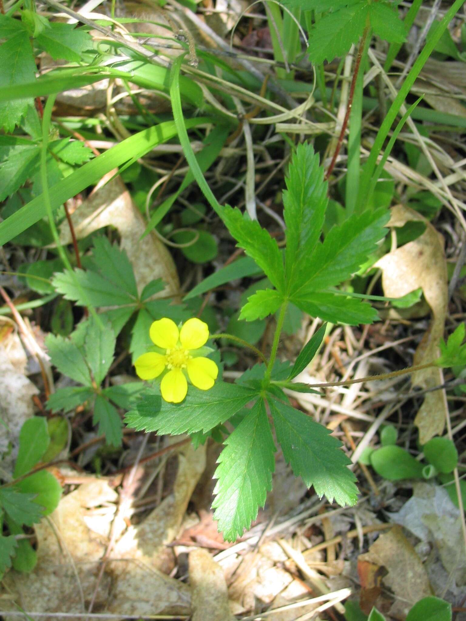 Image of common cinquefoil