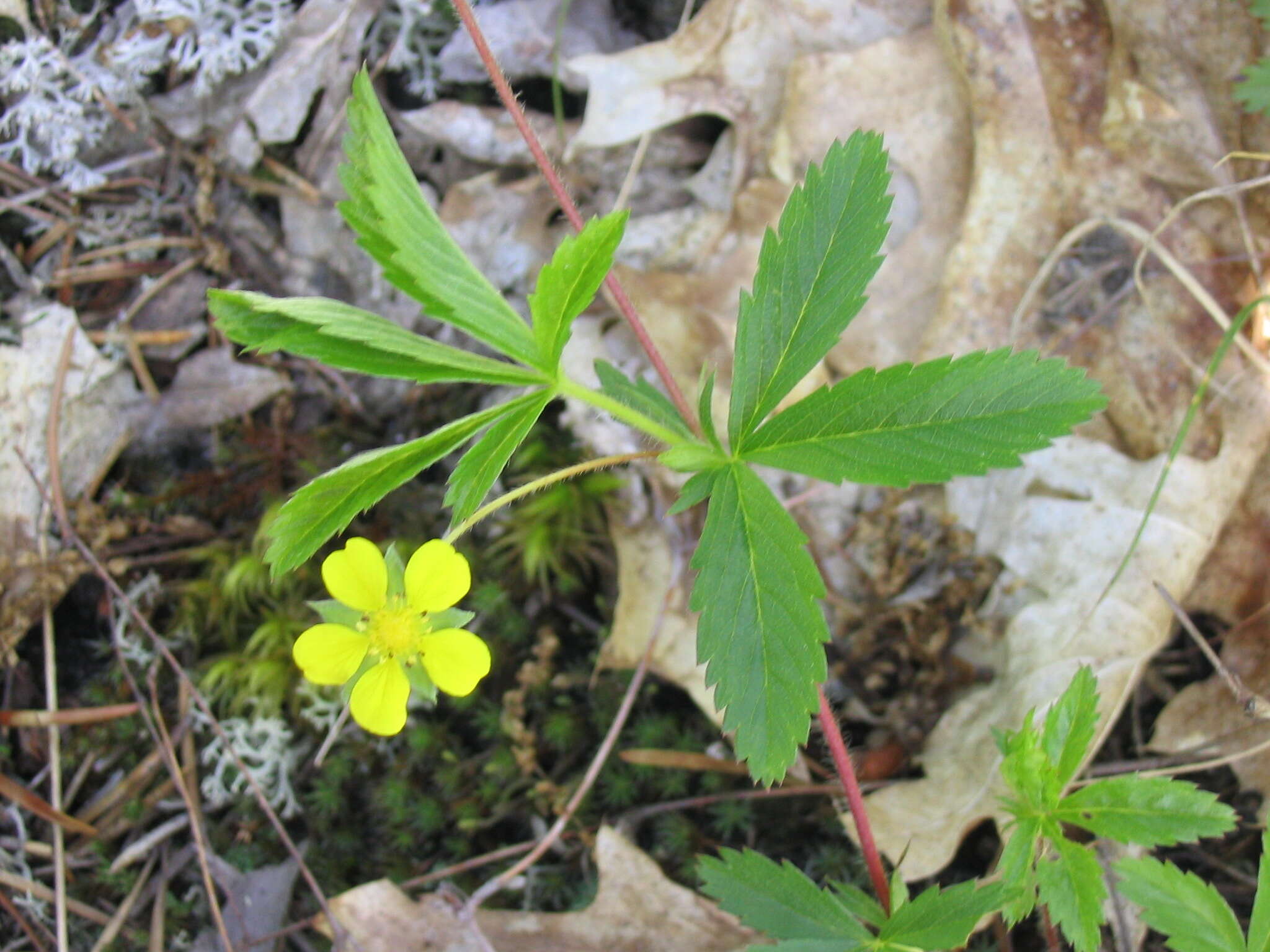 Image of common cinquefoil