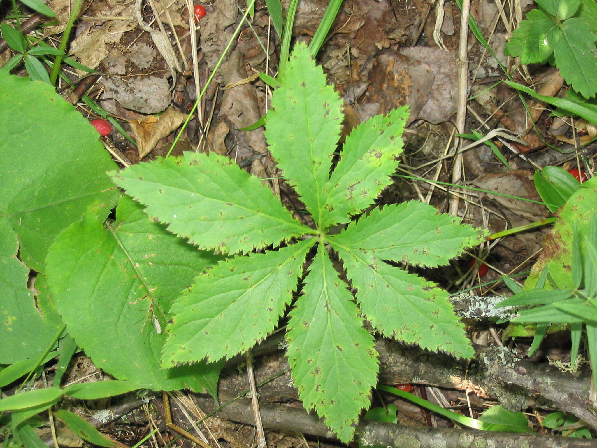 Image of Maryland sanicle