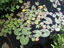 Image of Leiberg's waterlily