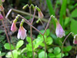 Image of Twinflower