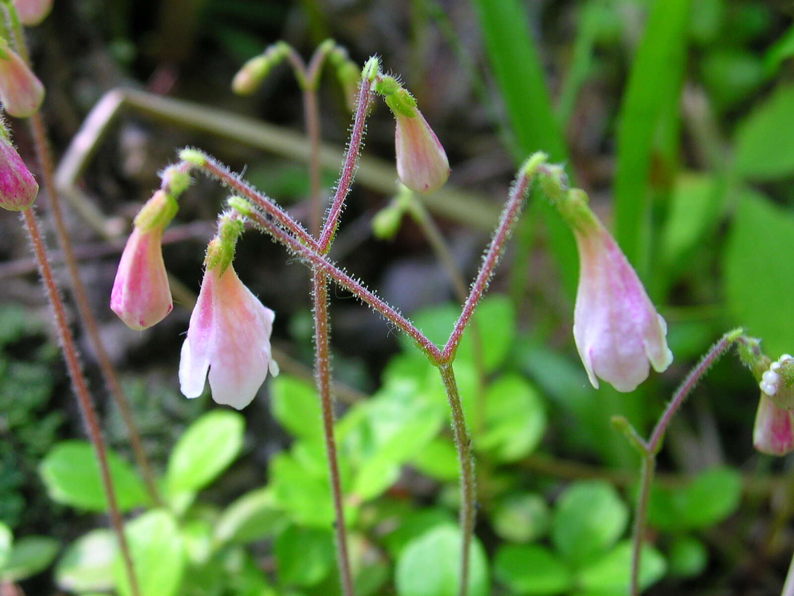 Image of Twinflower