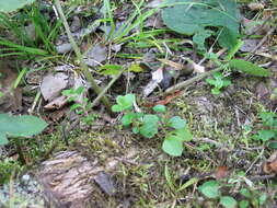 Image of Twinflower