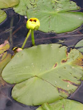 Image of Nuphar variegata Engelm. ex Dur.