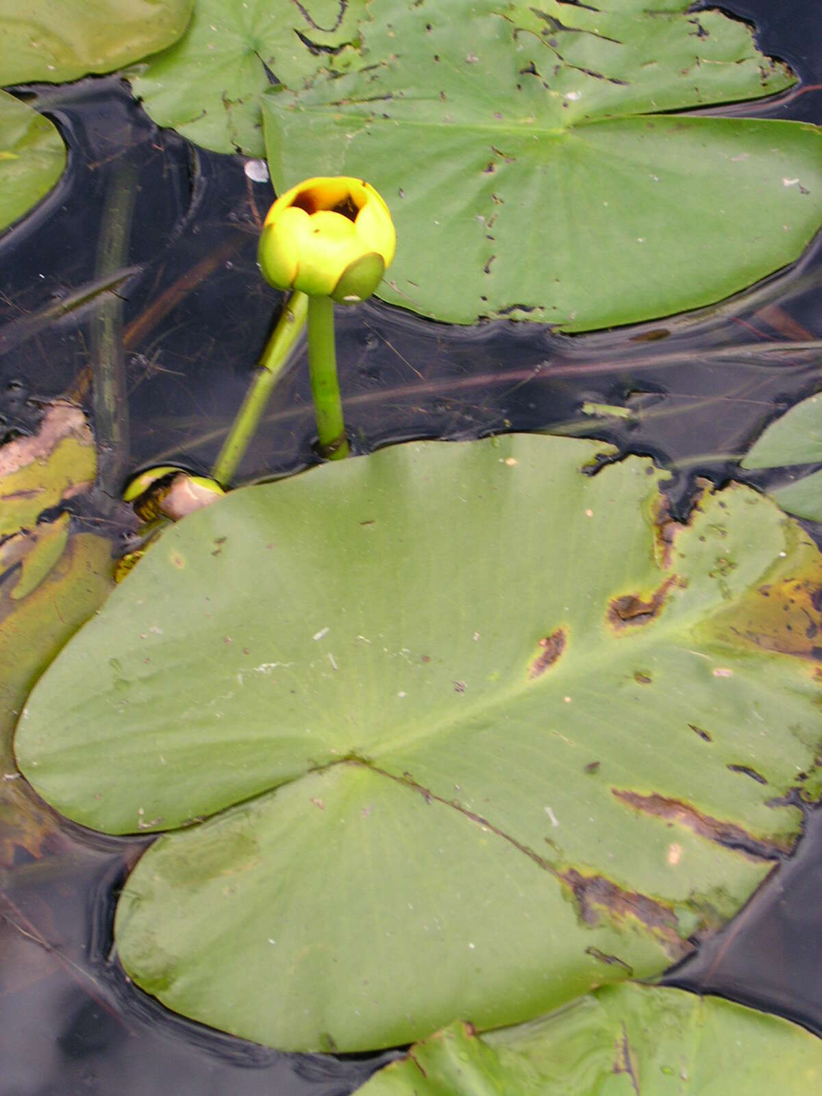 Image de Nuphar variegata Engelm. ex Dur.