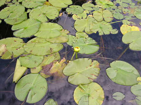 Image of Nuphar variegata Engelm. ex Dur.