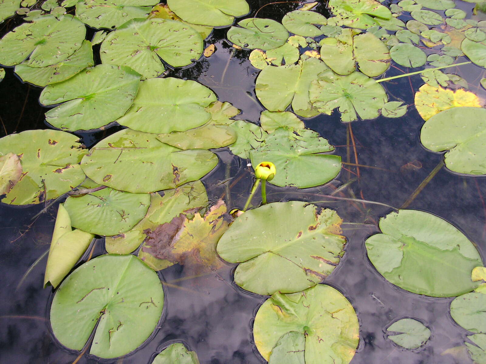 Image de Nuphar variegata Engelm. ex Dur.