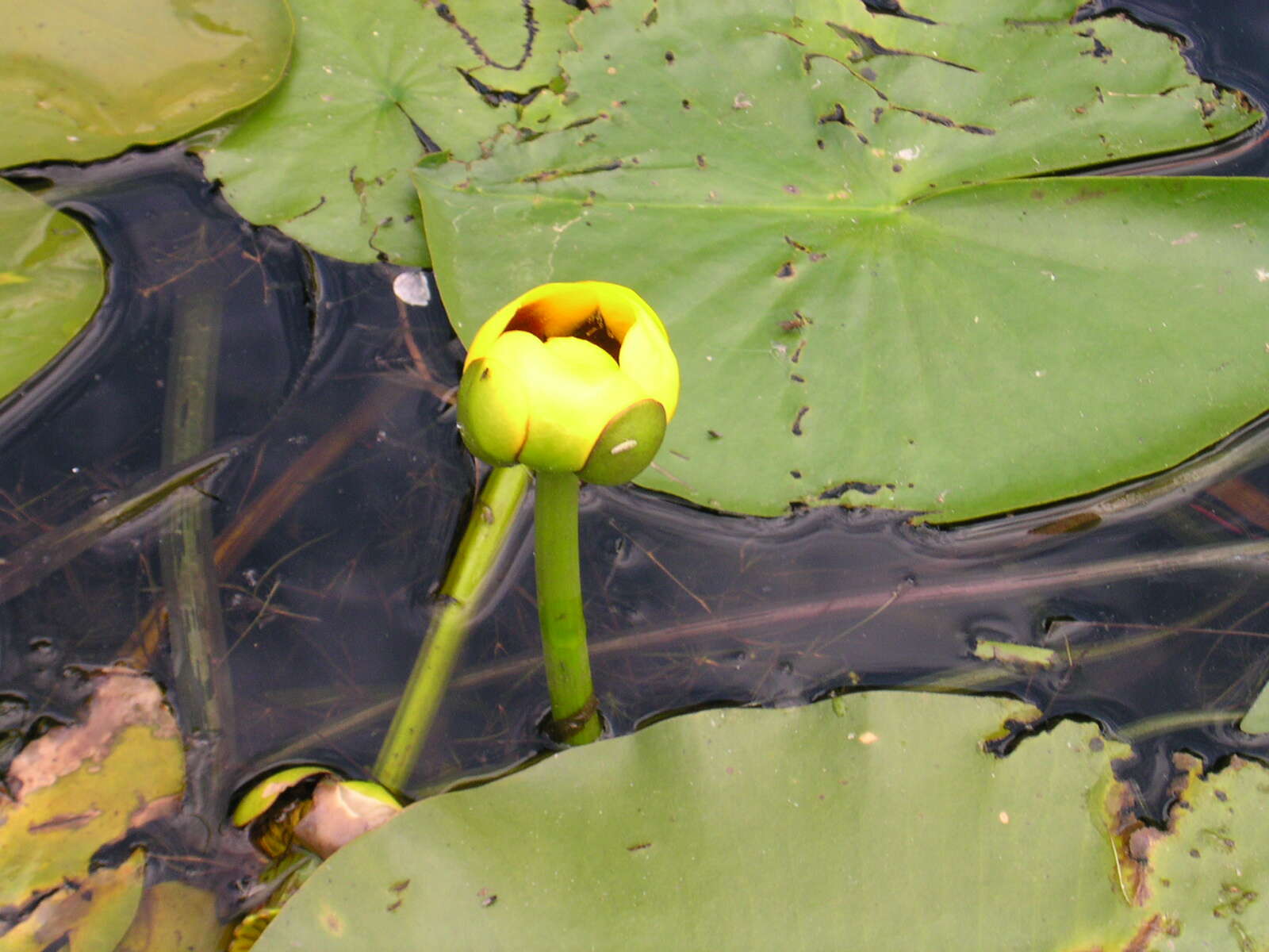 Image de Nuphar variegata Engelm. ex Dur.