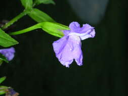 Image of Allegheny monkeyflower