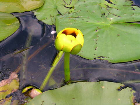 Image of Nuphar variegata Engelm. ex Dur.