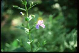 Image of Allegheny monkeyflower