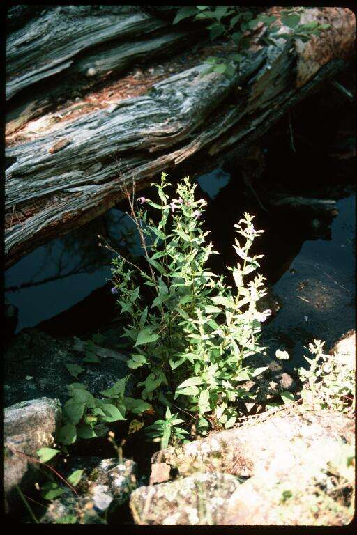 Image of Allegheny monkeyflower