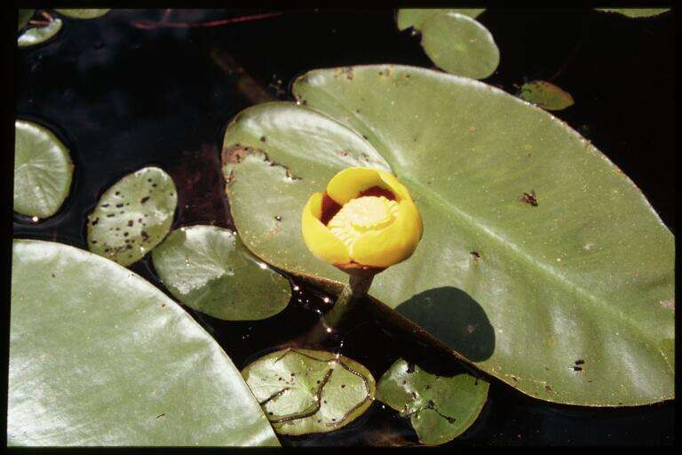 Image de Nuphar variegata Engelm. ex Dur.