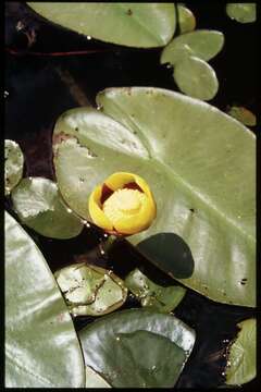 Image of Nuphar variegata Engelm. ex Dur.