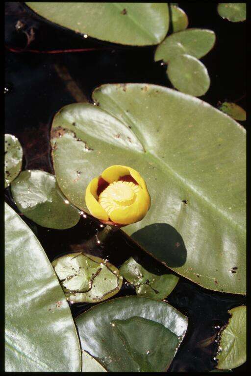 Image de Nuphar variegata Engelm. ex Dur.