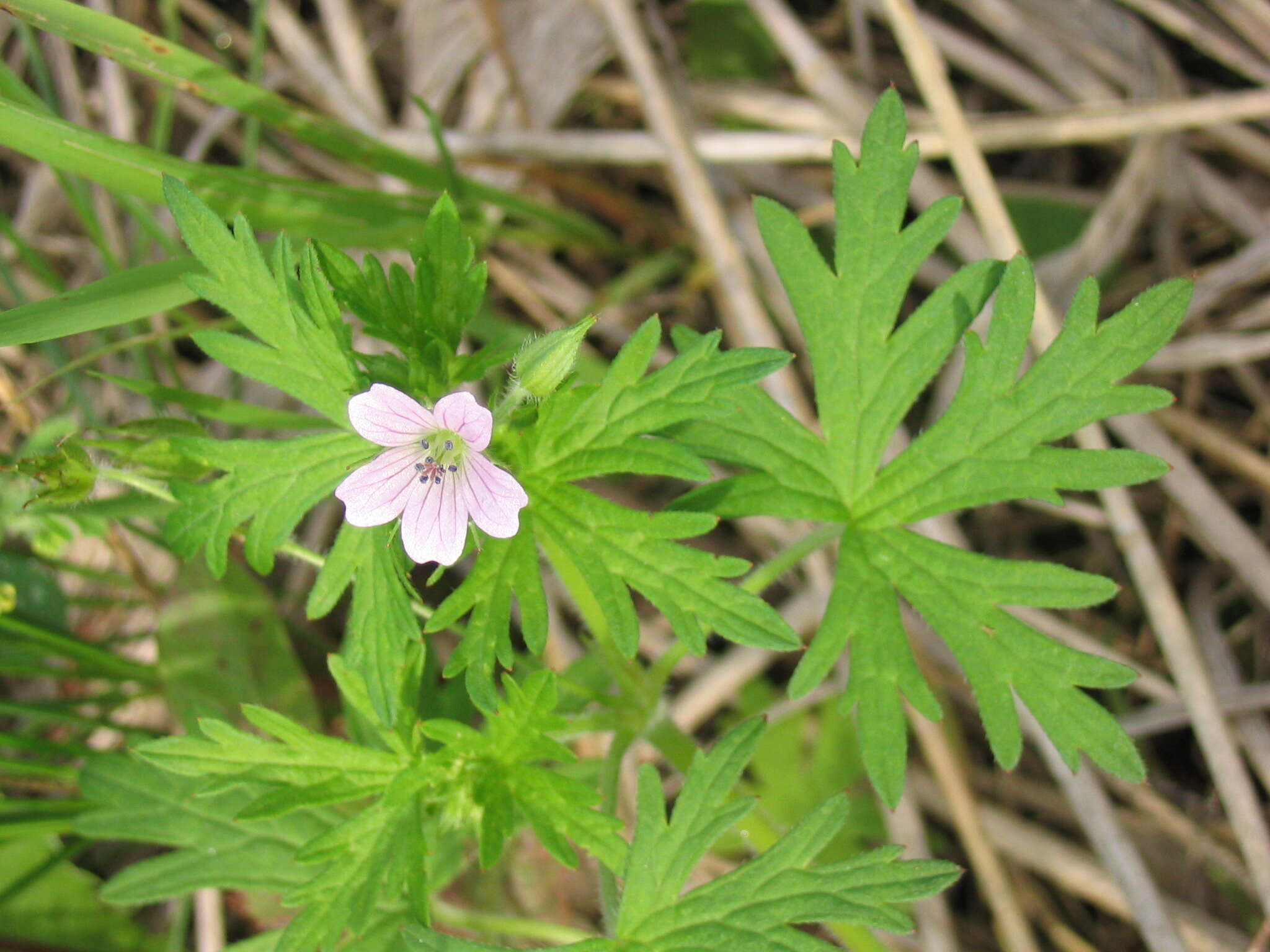 Image of Bicknell's cranesbill