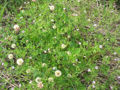 Image of Bicknell's cranesbill