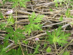 Image of Bicknell's cranesbill